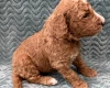 Goldendoodle