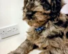 Goldendoodle