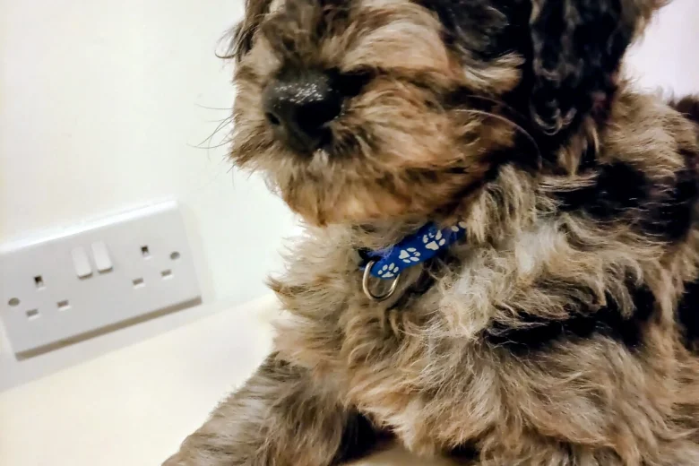 Goldendoodle