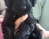 Goldendoodle