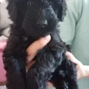 Goldendoodle