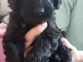 Goldendoodle