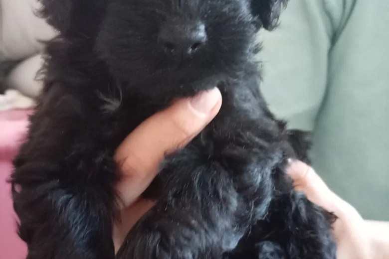 Goldendoodle