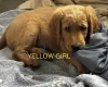 Goldendoodle