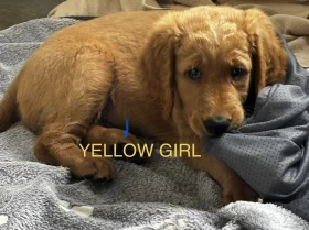 Goldendoodle
