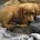 Goldendoodle