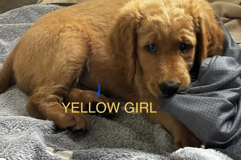 Goldendoodle