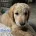Goldendoodle