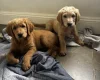 Goldendoodle