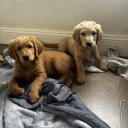 Goldendoodle