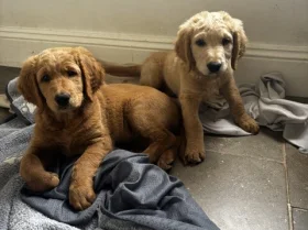Goldendoodle
