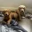 Goldendoodle