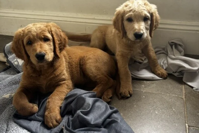 Goldendoodle