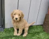 Goldendoodle