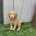 Goldendoodle