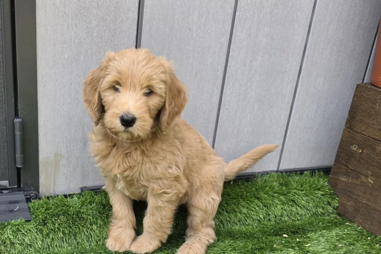 Goldendoodle