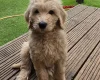 Goldendoodle