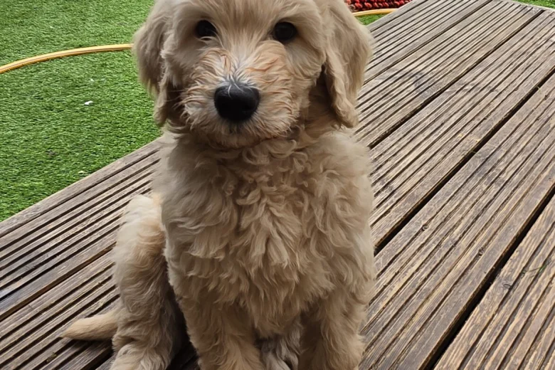 Goldendoodle