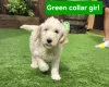 Goldendoodle