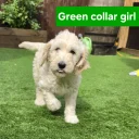 Goldendoodle