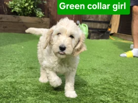 Goldendoodle