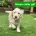 Goldendoodle