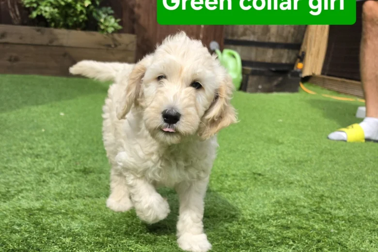 Goldendoodle