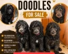 Goldendoodle