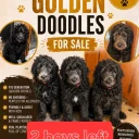 Goldendoodle