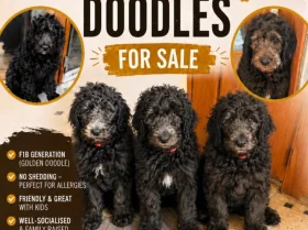 Goldendoodle