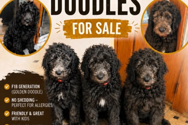 Goldendoodle