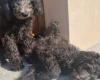 Goldendoodle