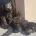 Goldendoodle
