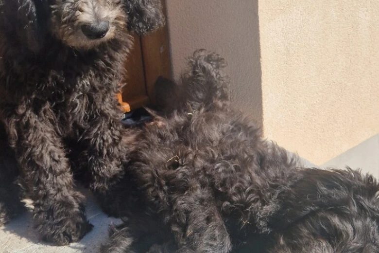 Goldendoodle