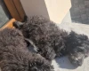 Goldendoodle
