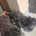 Goldendoodle