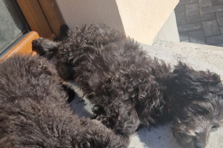 Goldendoodle