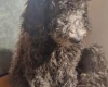 Goldendoodle
