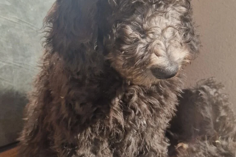 Goldendoodle