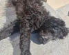Goldendoodle