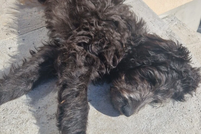 Goldendoodle