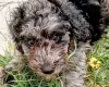 Goldendoodle