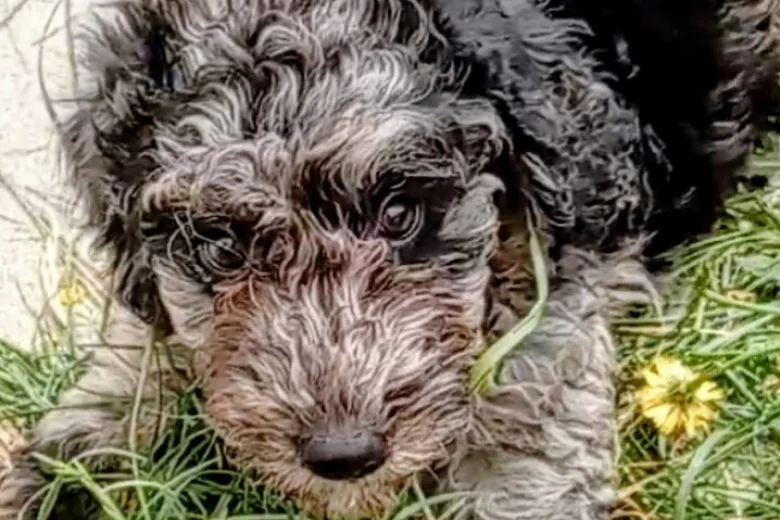 Goldendoodle