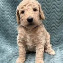 Goldendoodle