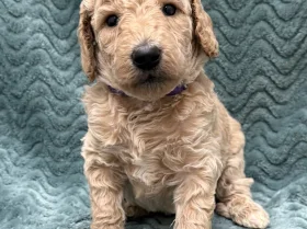 Goldendoodle