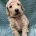 Goldendoodle