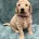 Goldendoodle