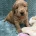 Goldendoodle