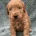Goldendoodle