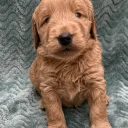 Goldendoodle